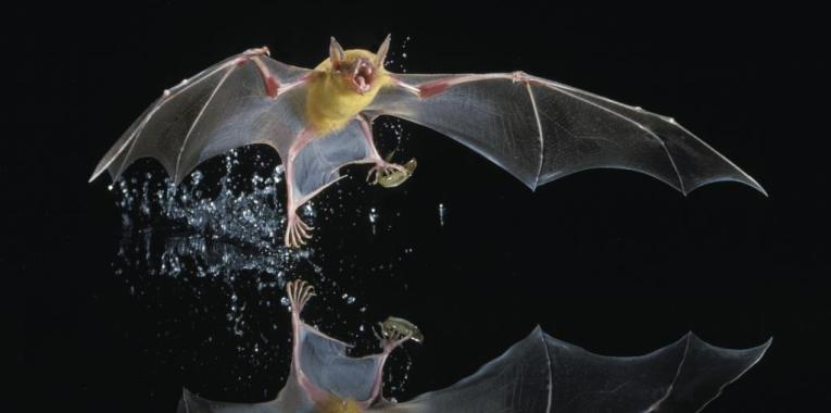 morcego da espécie Noctilio leporinus